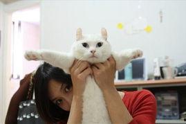 搞笑可爱的歌曲,搞笑可爱歌曲大盘点