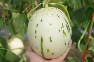 流星瓜照片,流星瓜摄影作品赏析 第2张 流星瓜照片,流星瓜摄影作品赏析 第2张