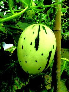 流星瓜照片,流星瓜摄影作品赏析 第3张 流星瓜照片,流星瓜摄影作品赏析 第3张